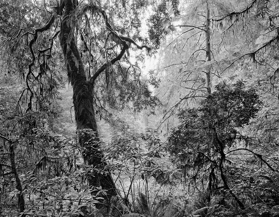 Copyright © Richard Rothman, from <i>Redwood Saw</i>.