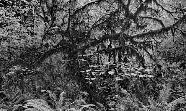 Richard Rothman: Redwood Saw Redwood Saw | with Portrait Photographers
