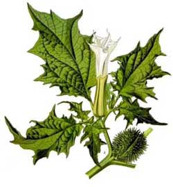 Jimsonweed is actually a slurred pronunciation of “Jamestown weed.” In 1676, Jamestown soldiers accidentally poisoned themselves by putting it in a salad. For the next 11 days they ran around naked, played with feathers, kissed each other, and tried to roll in their own excrement.