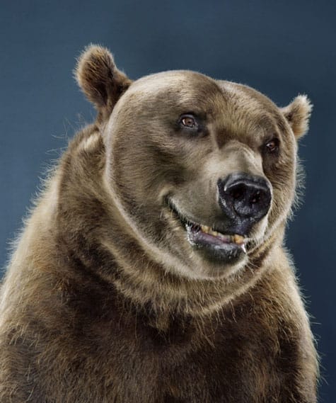 Ursine