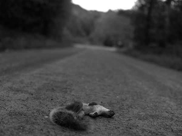 Squirrel, Fisher Rd., 2005
