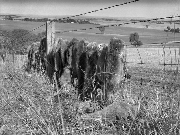 Foxes, Australia, 2005