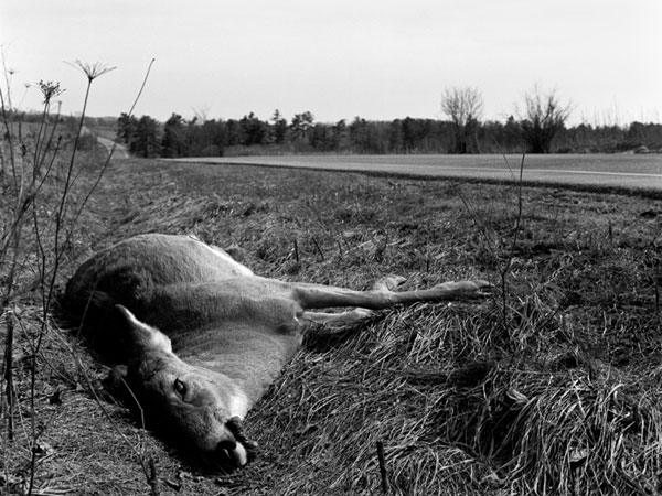 Deer, Rt. 22a, Shoreham, 2004