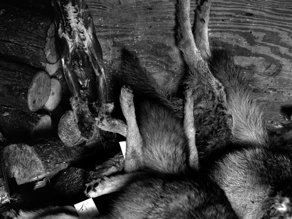 Coyote Derby, Orwell, 2006