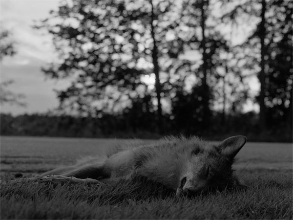 Coyote Rt. 30, Cornwall, 2004