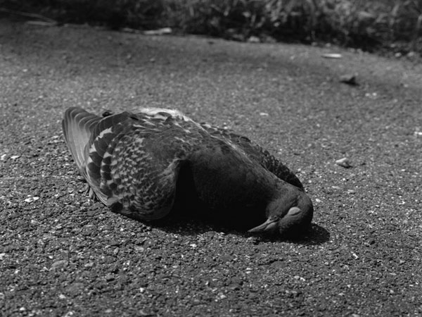 Pigeon, Middlebury, 2005