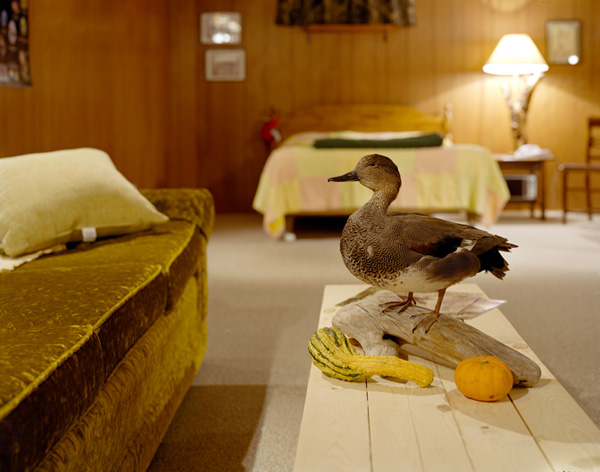 Taxidermy Decoration