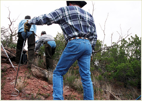 The snakes are first rounded up in the area desert.