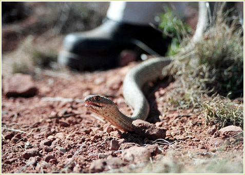 Not a Rattler, but a Coachwhip snake.