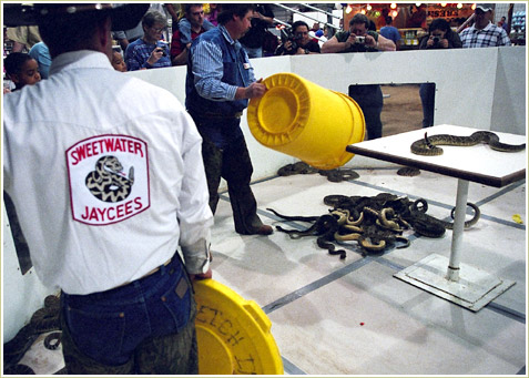 The snakes are moved around in large yellow garbage cans.