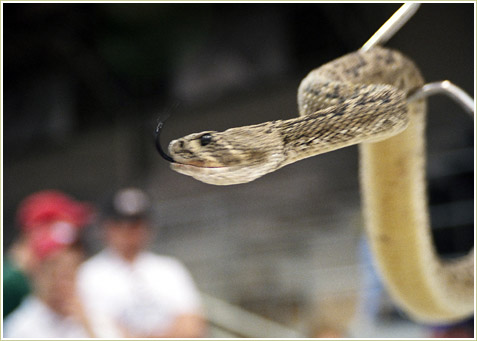 An adult Western Diamondback.