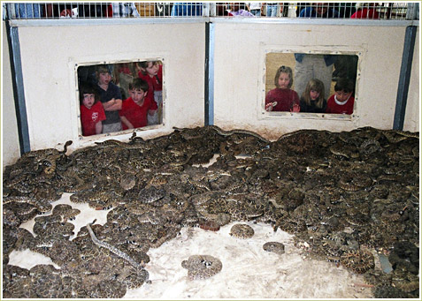 Children look through plexi-glass windows at the hundereds of snakes held in the main 