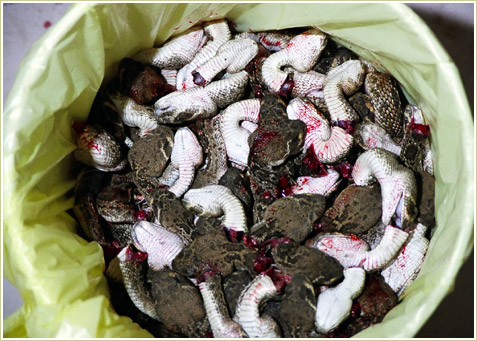 The heads are discarded, but the bodies are skinned and gutted.