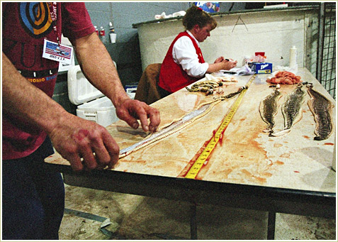 The skins are stretched, rolled up and sold.