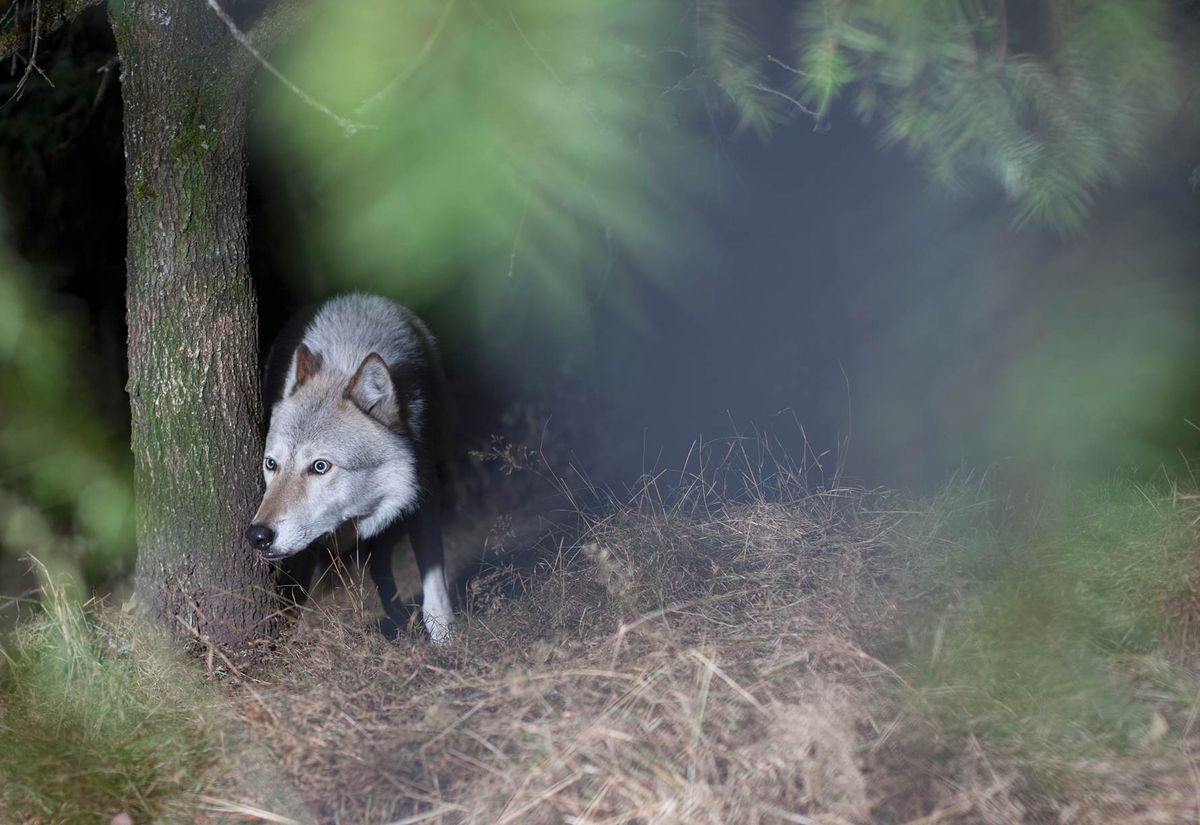 El Lobo Returns Home