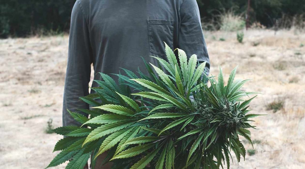 The Emerald Triangle