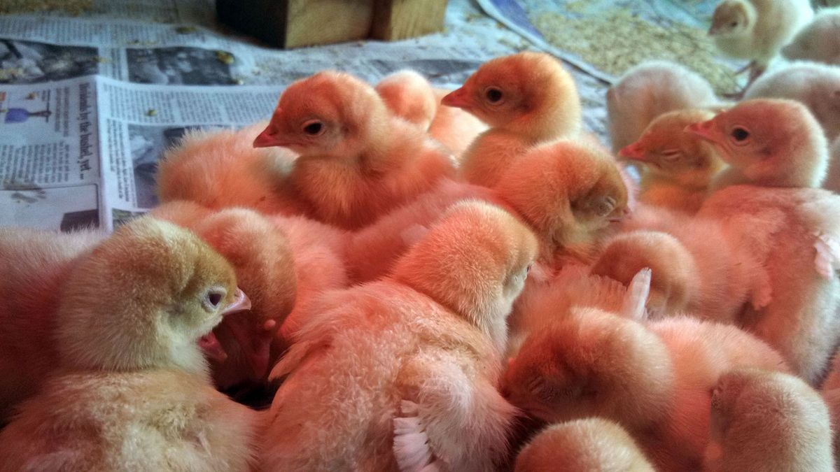 The Two-Week Guide to Thanksgiving