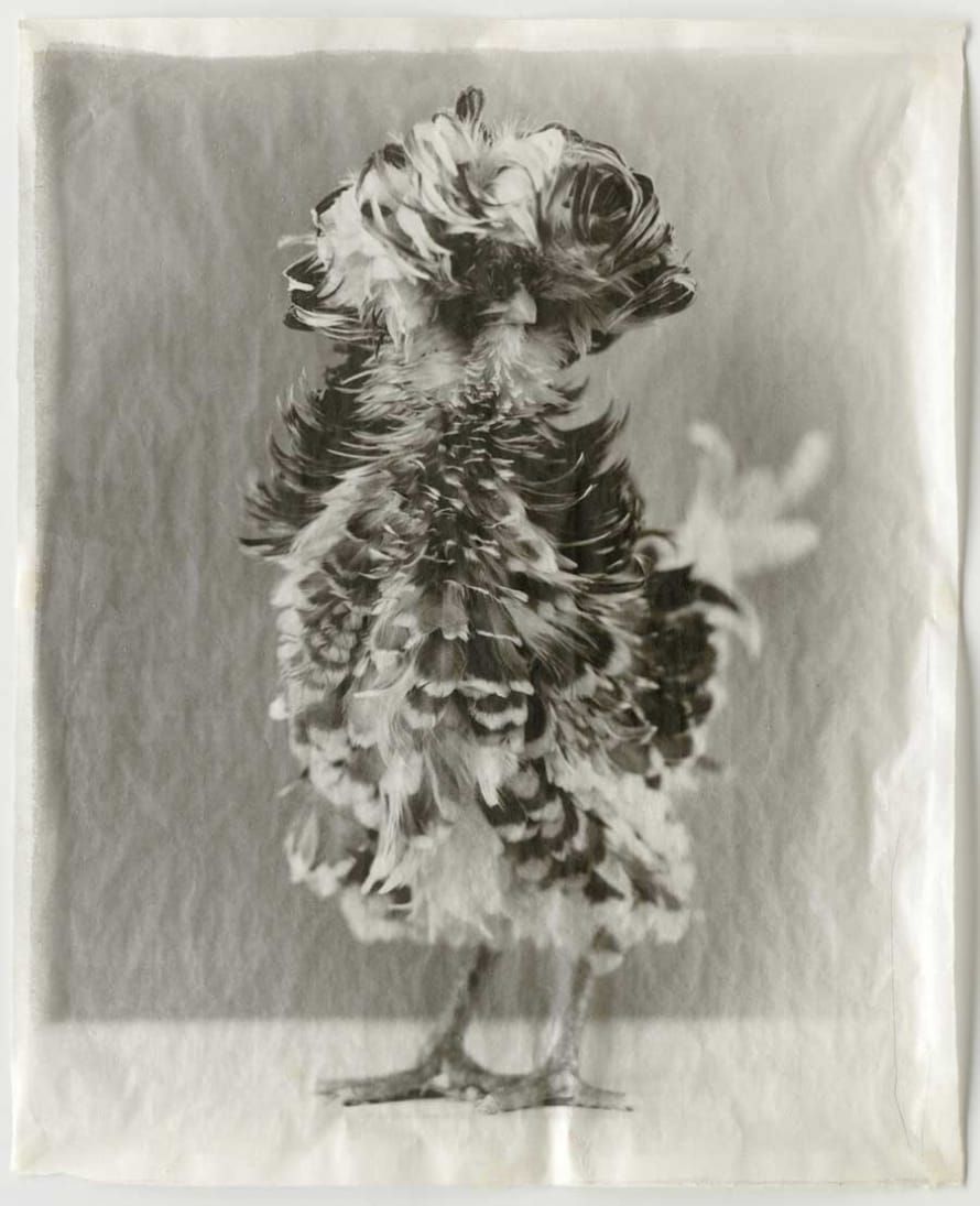 The Poultry and Raptor Suites