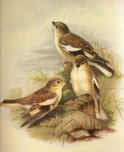 To Will a Mockingbird