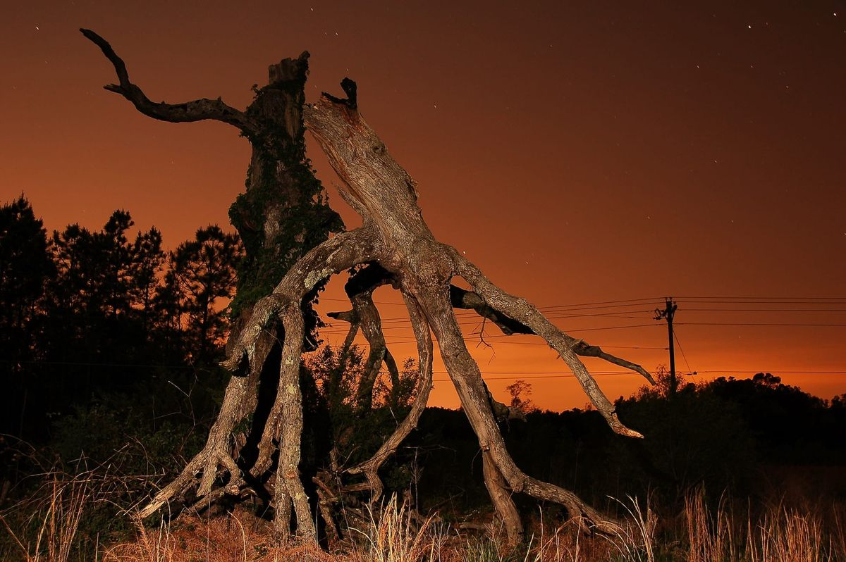 Voices in the Country