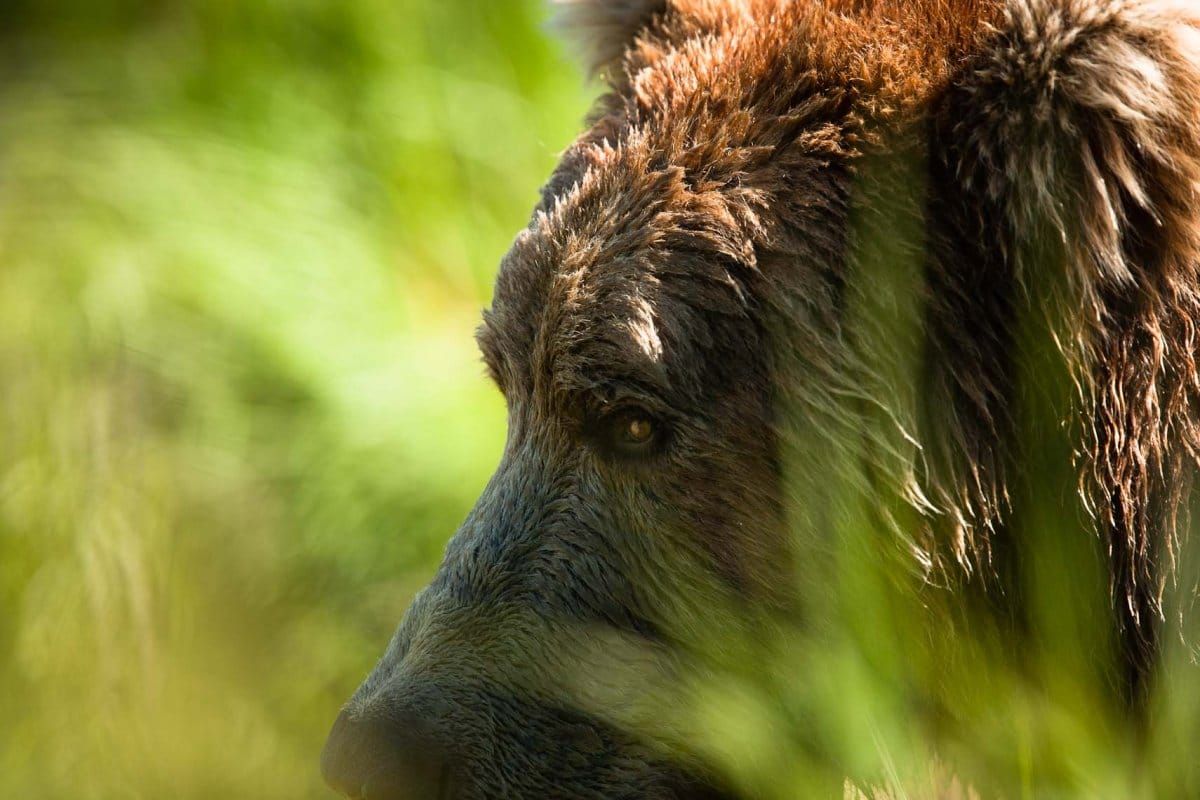 What Doesn’t Kill You Doesn’t Kill You