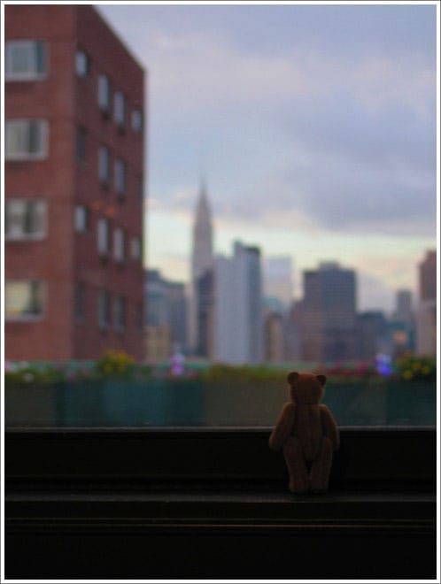 The Bear in Repose