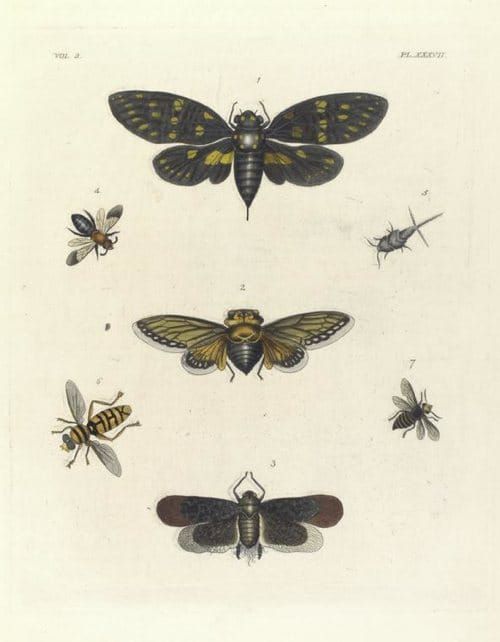 Cicadian Rhythms