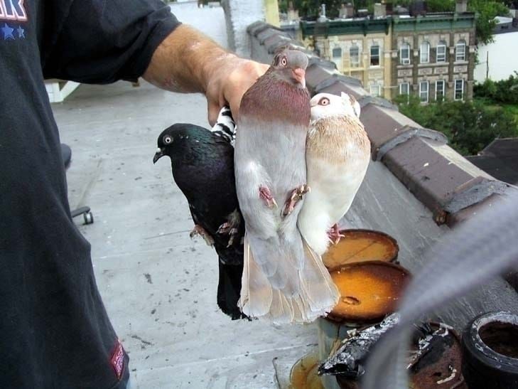 The Brooklyn Pigeon Wars