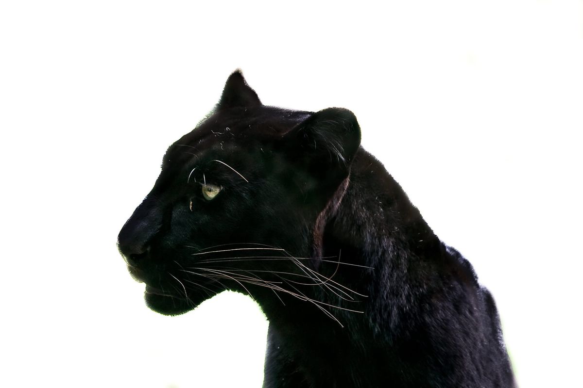 The Black Panthers turn 50