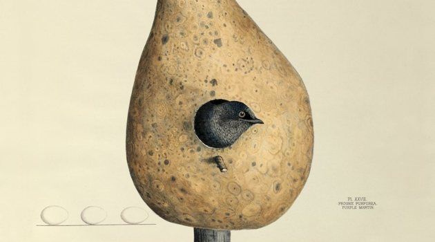 America’s Other Audubon