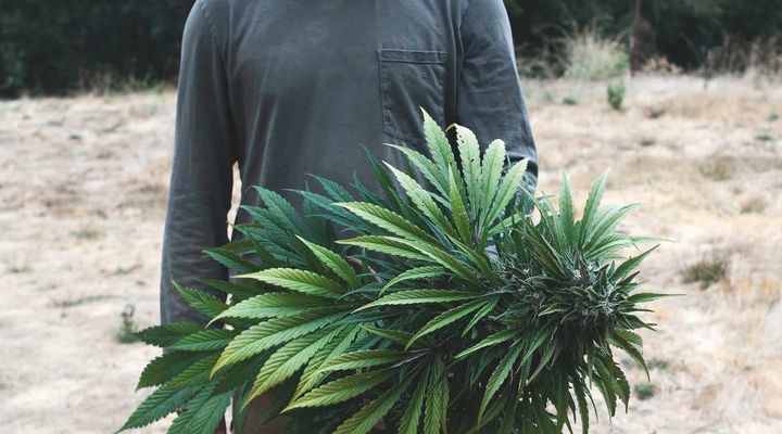 The Emerald Triangle
