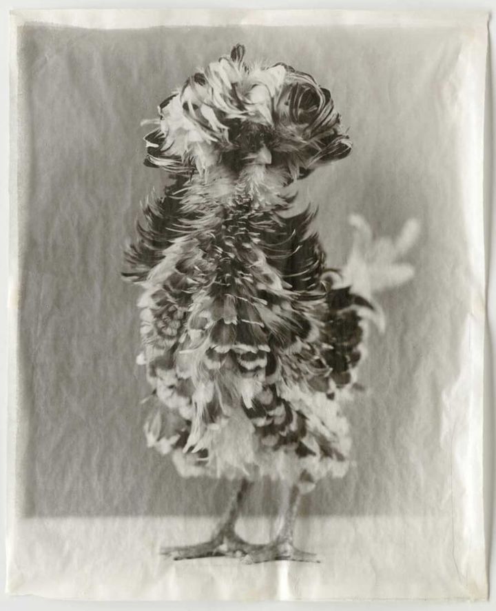 The Poultry and Raptor Suites