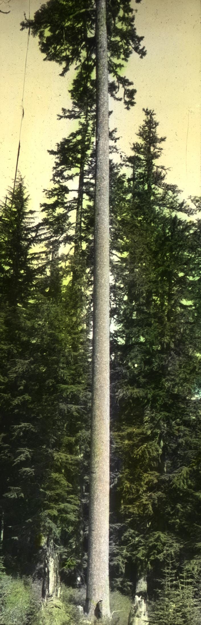Go Climb a Tree