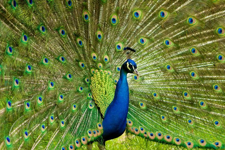 The World According to Brian Williams