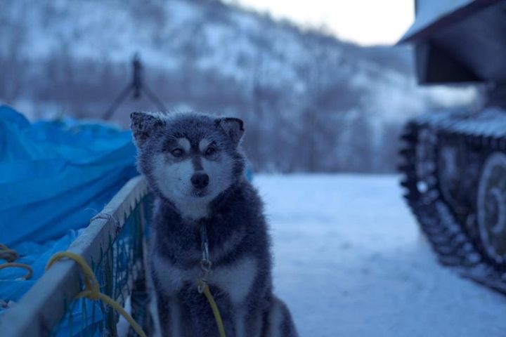 Twilight on the Tundra