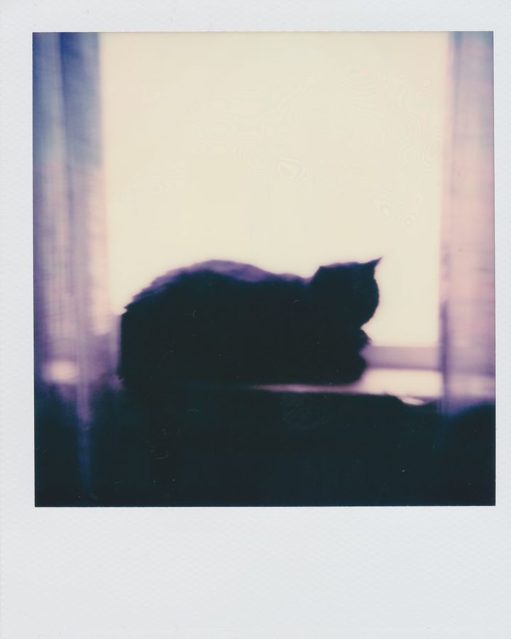 Catlike DIY