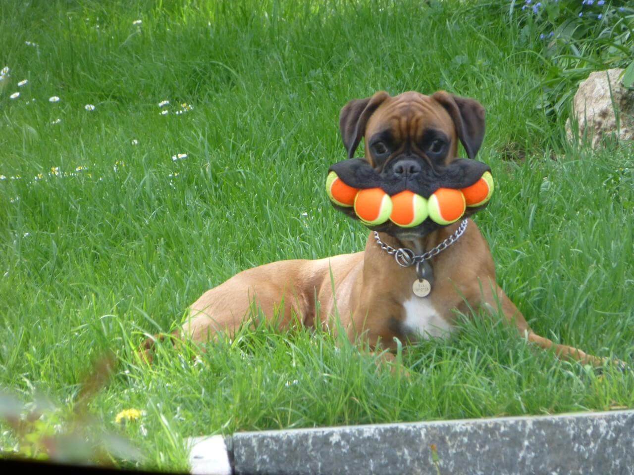 Cachorro de tenista