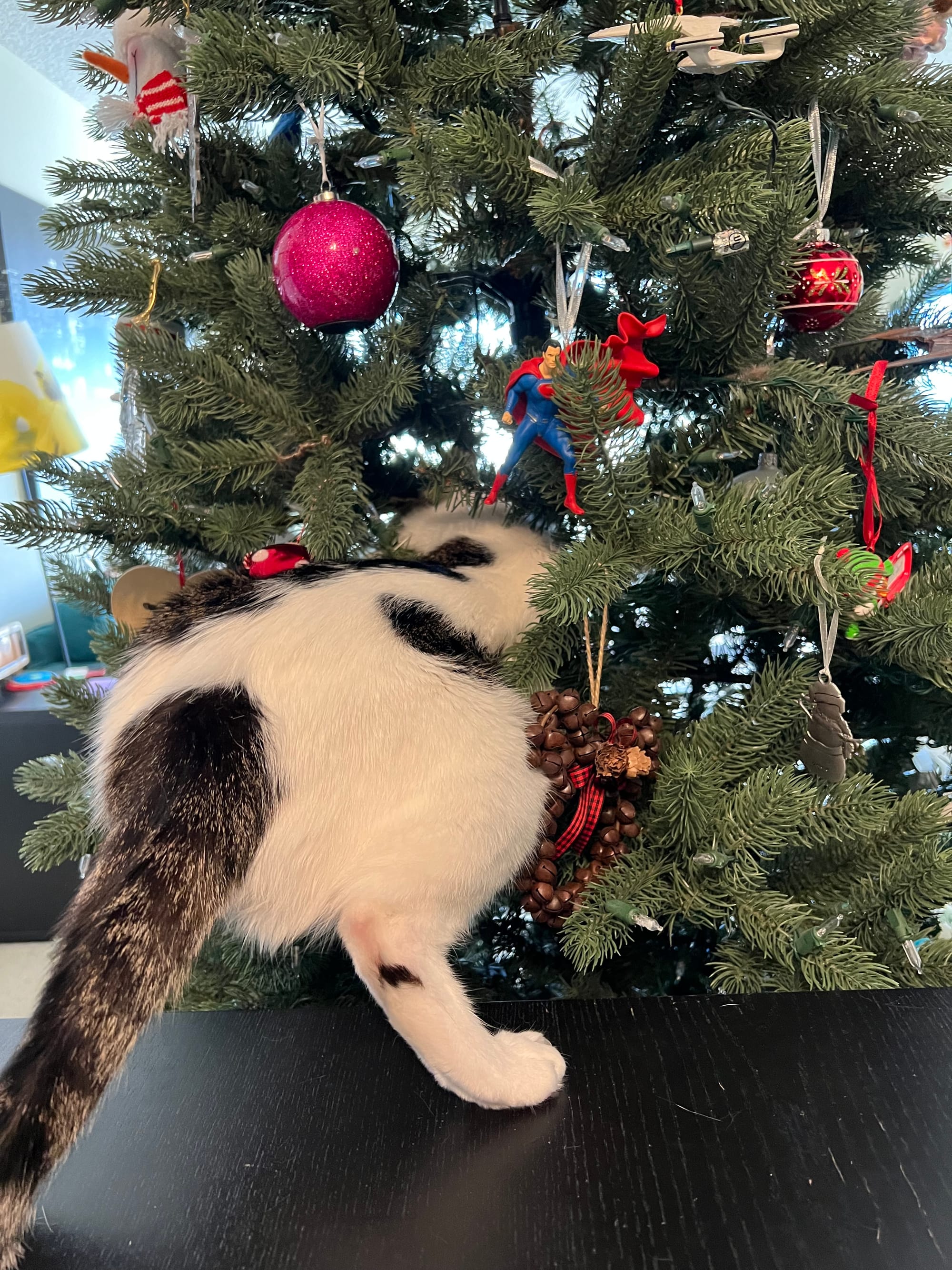 Dirtbag Henry climbing into our non-denominational winter solstice holiday tree