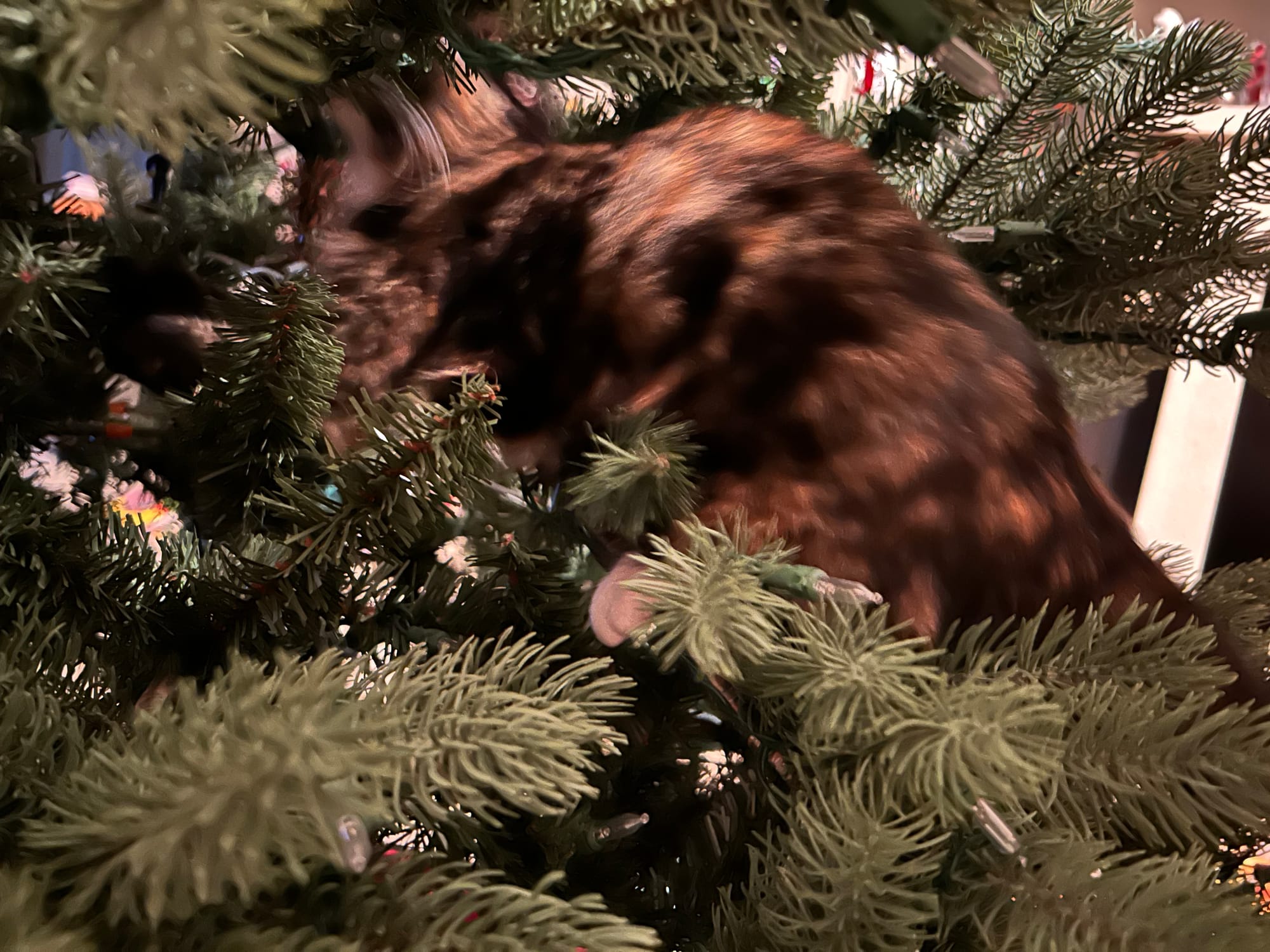 Izzy climbing into our non-denominational winter solstice holiday tree