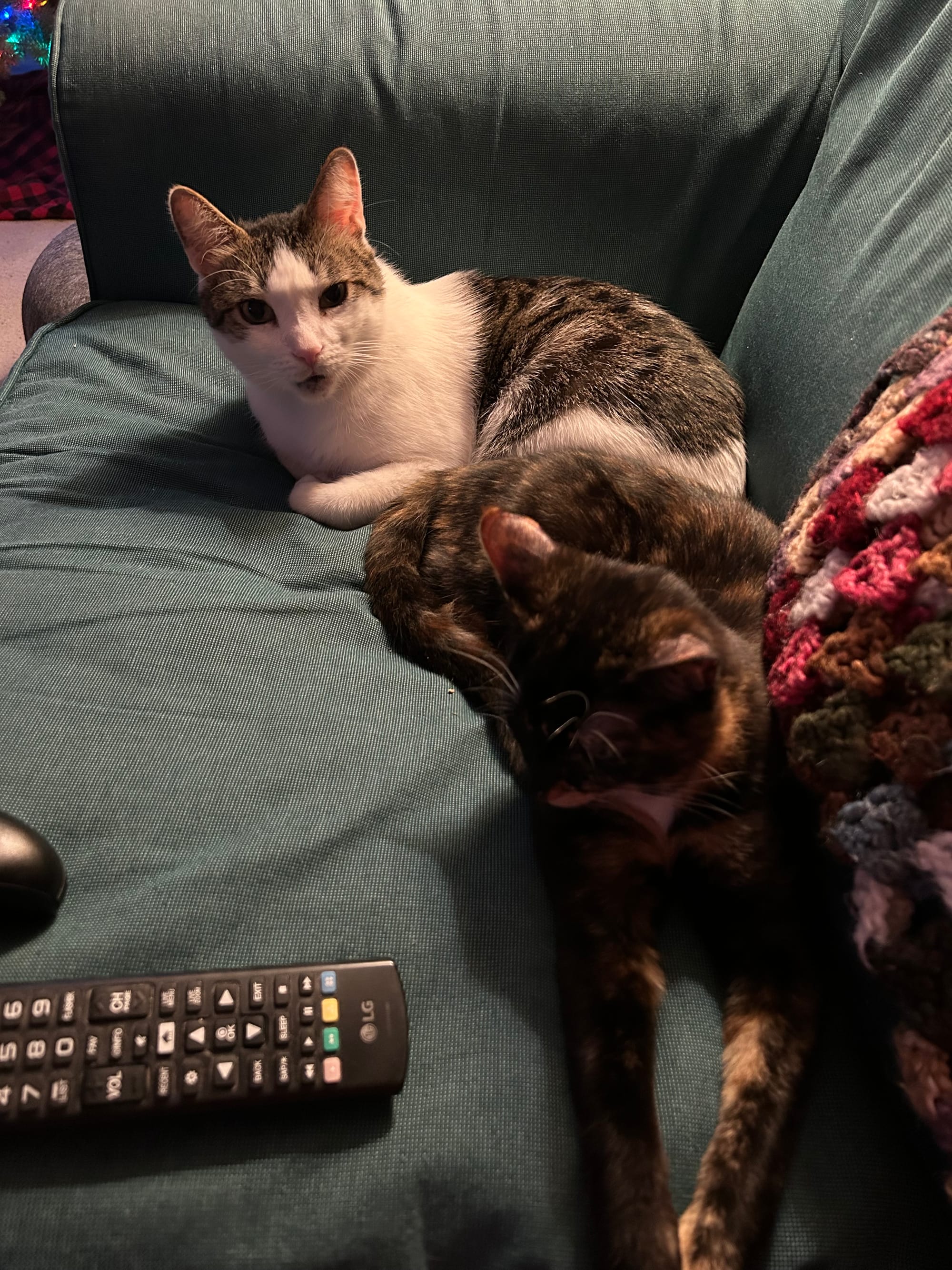Dirtbag Henry and Izzy lying next to each other on a sofa, with butts touching. Henry looks pissed about it.