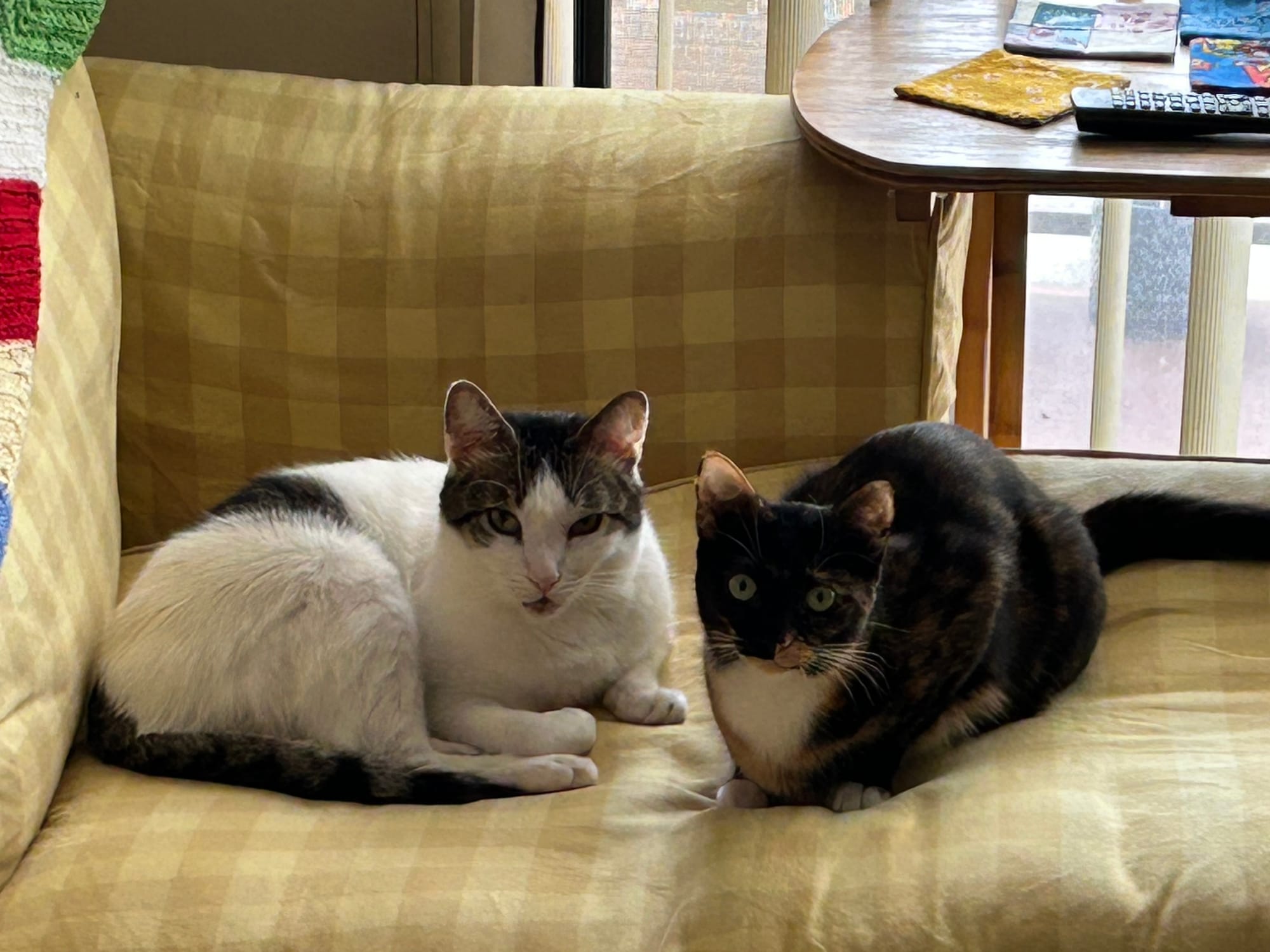 Izzy and Henry lying very close to each other (but not touching!) on the couch, looking at the camera.