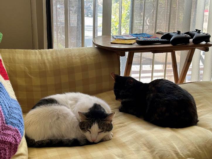 Both cats are now in somewhat more relaxed (but still kinda tense) positions lying down.