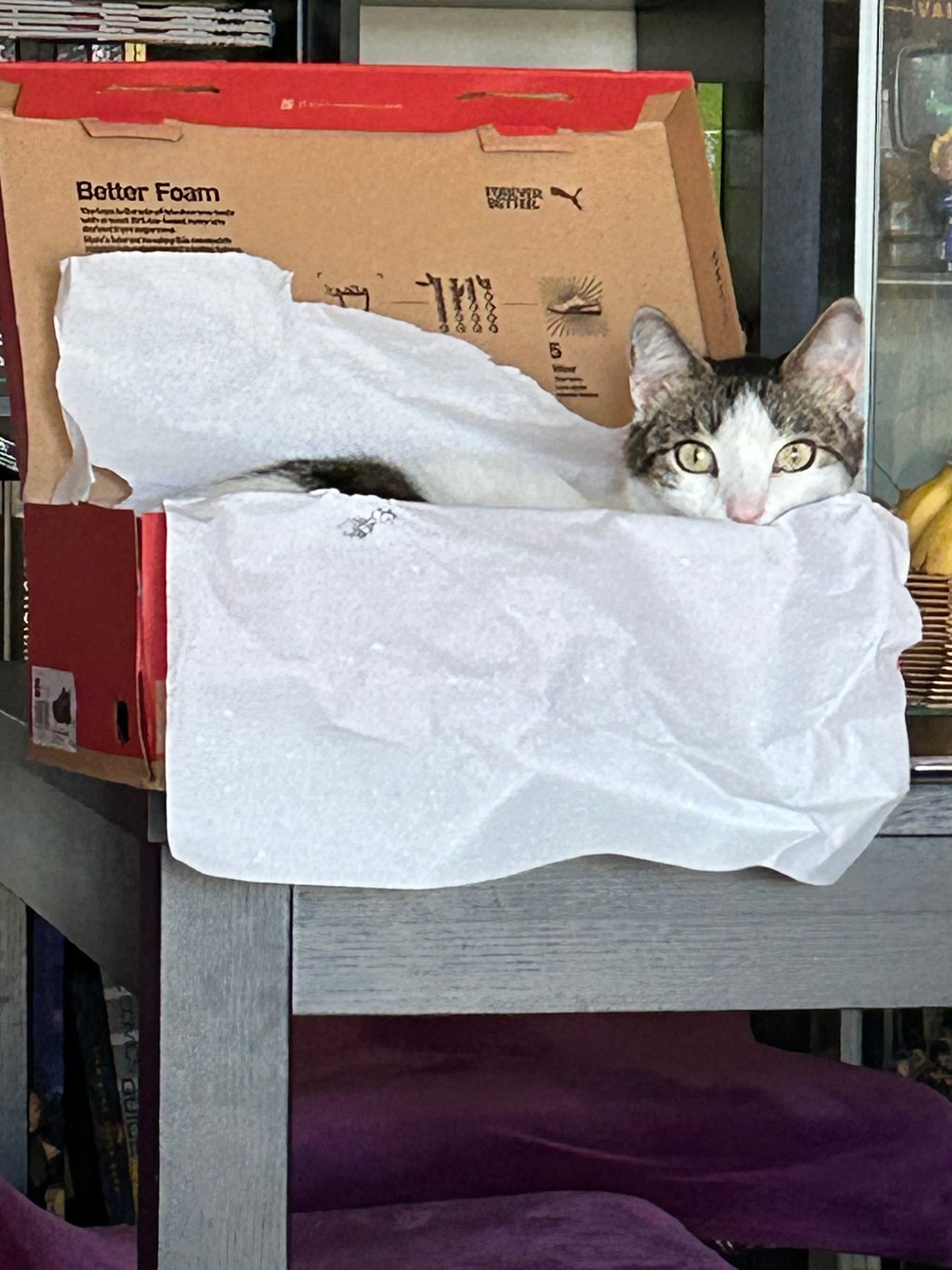 Dirtbag Henry peeking over the top of a shoebox, which he is laying in, even though it’s still filled with the tissue paper the shoes were wrapped in