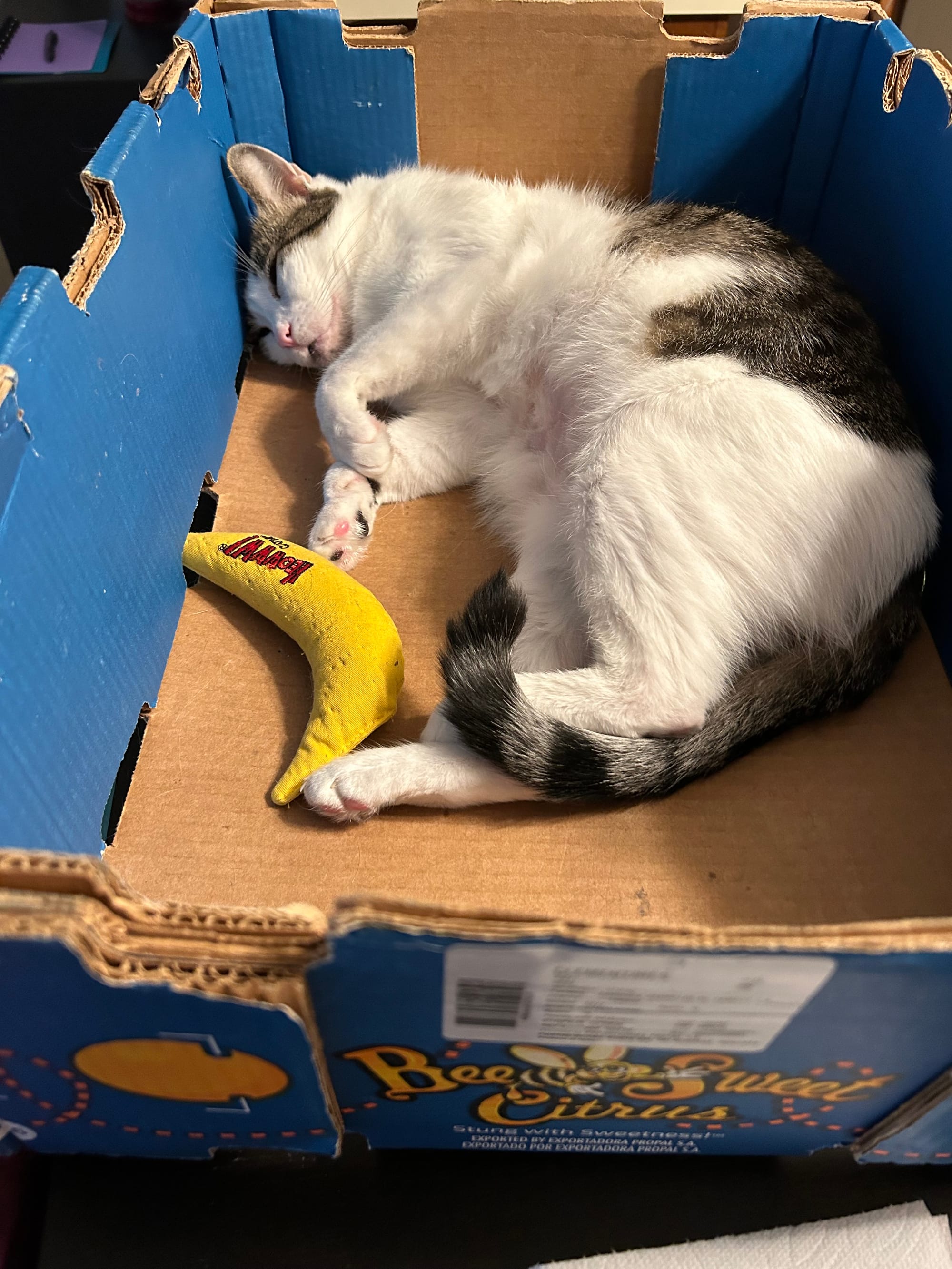 Dirtbag Henry lying on his side in a large blue box with a toy banana