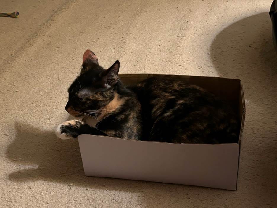 Izzy crammed into a small box she barely fits in, one paw dangling over the side, ears back because how dare we capture this intimate moment between her and Box