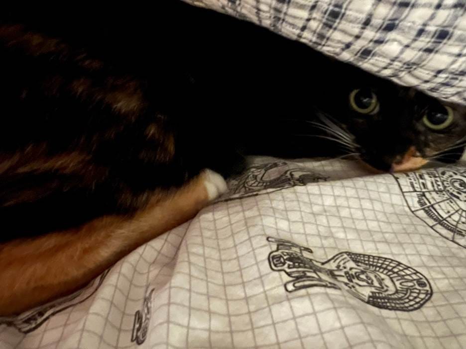 Izzy peeking out from under our bedspread with big eyes.