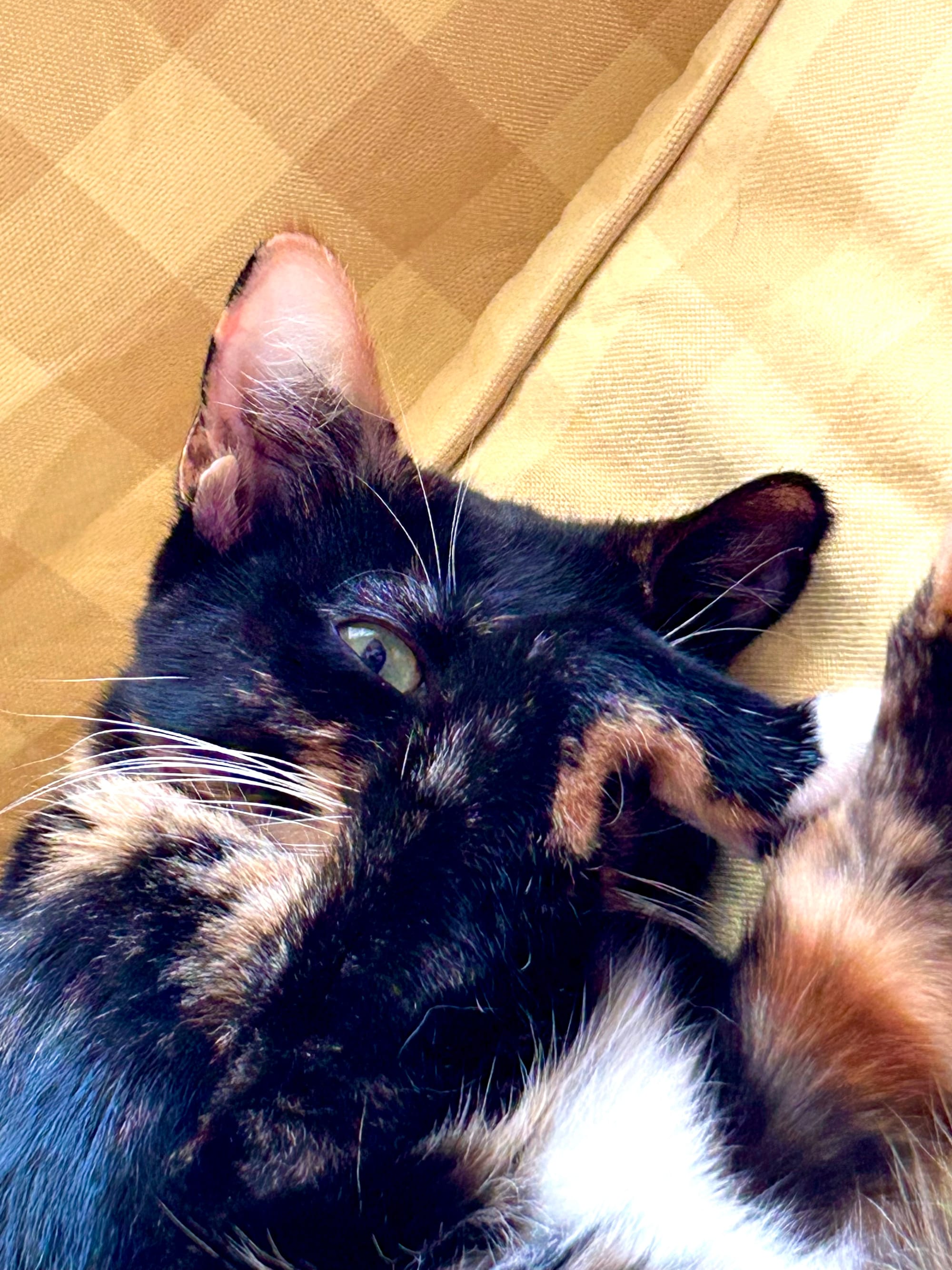 Izzy on her back on the sofa, with one paw covering one eye, and her other eye peeking at the camera