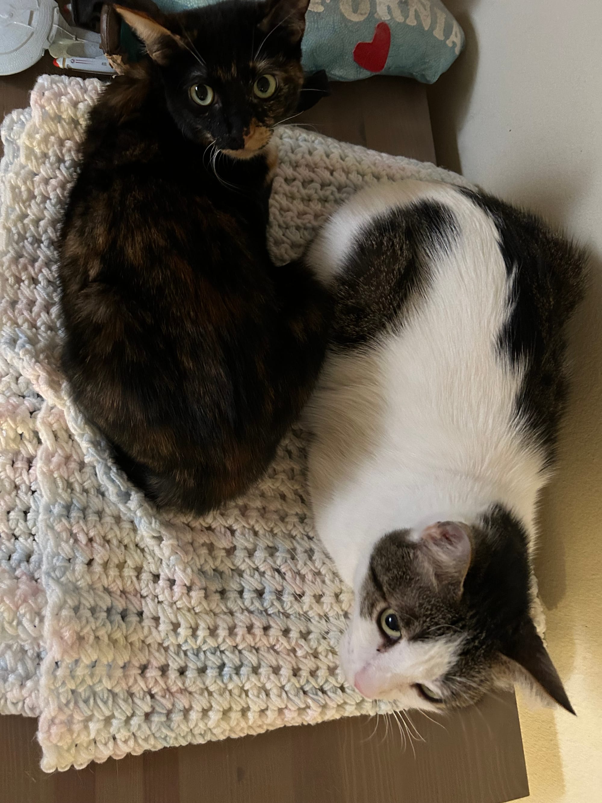 Izzy and Henry lying on top of a blanket, facing opposite directions, with their hind legs up against each other. Each is looking up at the camera.