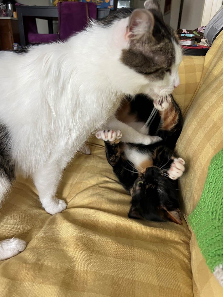 Izzy on her back on the sofa, as Henry stands above her and holds her down with one paw (he’s twice her size). One of her back feet is kicking him in the jaw.