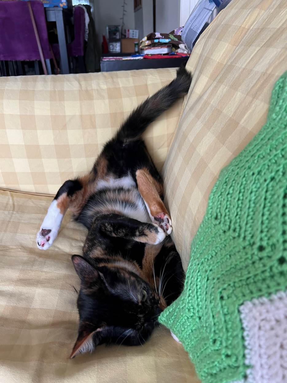 Henry is gone, but Izzy is still on her back on the sofa, with her feet in the air, and her body is twisted all weird because: cat